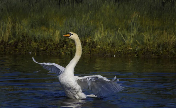 Un cisne blanco se extiende sobre el agua — Foto de Stock
