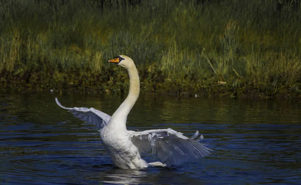 A white swan stretches on the water — Stock Photo, Image