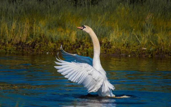 A white swan stretches on the water — Stock Photo, Image