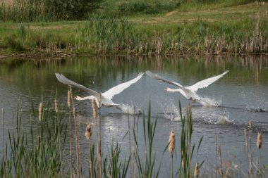 İki beyaz kuğu sudan uçuyor.
