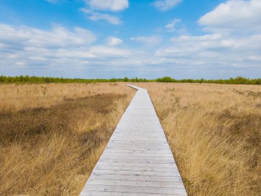 Hollanda 'daki komşu doğada bir ahşap döşeme yolu. Arka planda mavi gökyüzü ve beyaz bulutlar ve ön planda bir sürü kuru ot var.