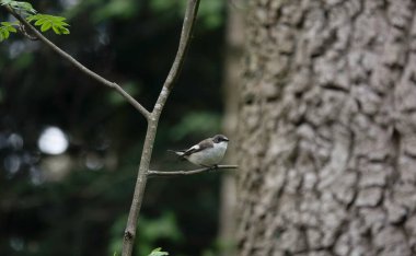 Kuş, genç bir ağacın tepesine tünedi. Güzel ve bulanık bir arkaplanda Muscicapa çizgisi. Benekli sinek avcısı.