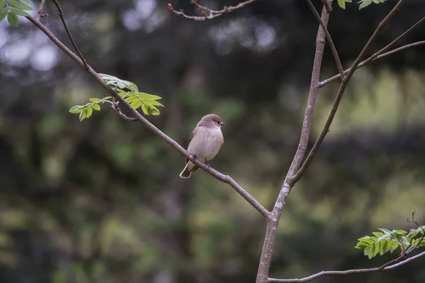 Bird Perched Top Young Tree Muscicapa Striata Beautiful Blurry Background — Stock Photo, Image