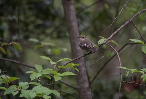 Pássaro Empoleirado Cima Uma Árvore Jovem Muscicapa Striata Fundo Bonito — Fotografia de Stock