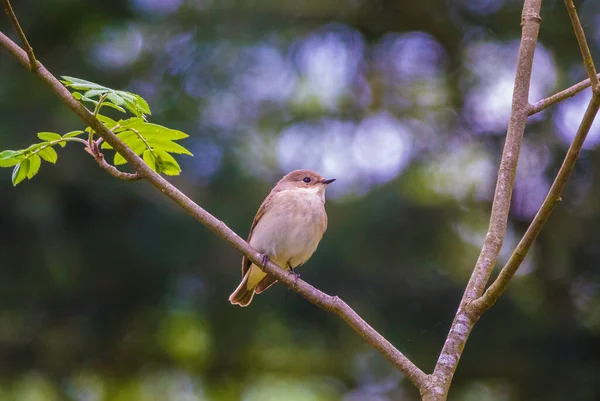 Pták Usadil Mladém Stromě Muscicapa Striata Krásném Rozmazaném Pozadí Flekatý — Stock fotografie