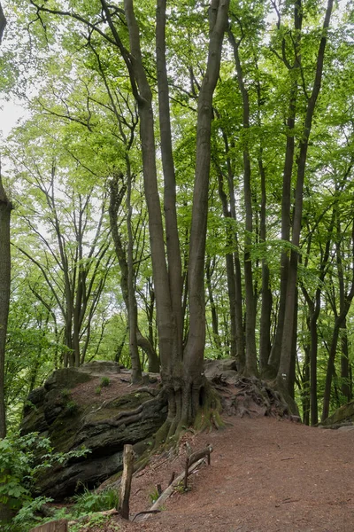 big trees growing on the rocks and big roots on walking trail in the teutoburgerwald in germany