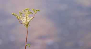 Moerasspirea, Filipendula ulmaria bulanık bir arkaplanda izole edilmiş.