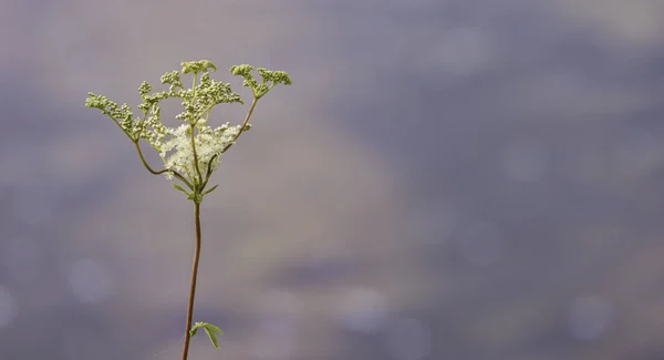 Moerasspirea Filipendula Ulmaria Isolata Fondo Sfocato — Foto Stock