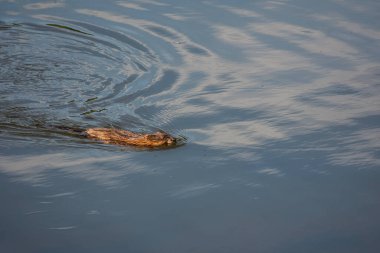Coypu nutria Myocastor coypus, Lüksemburg 'daki emin nehirde yüzüyor.