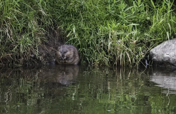 Coypu Nutria Myocastor Coypus Grass Inn Sure River Luxembourg — Stok Foto