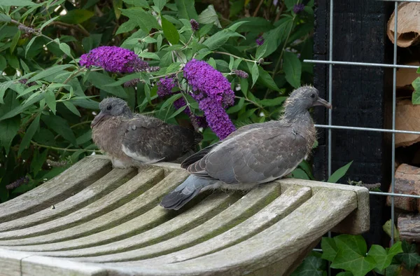 Two Young Wood Pigeons Bench Sheltering Sun — Foto de Stock