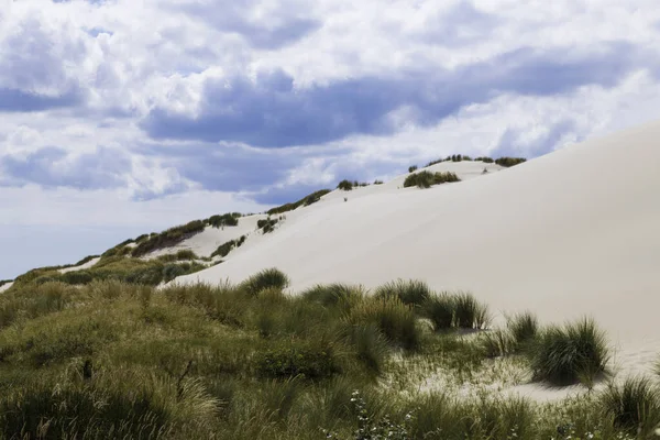 rare white dunes near schoolr along the dutch coast with unique white sand and beautiful green dune plants in the foreground