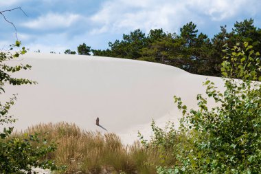 rare white dunes near schoolr along the dutch coast with unique white sand and beautiful green dune plants in the foreground