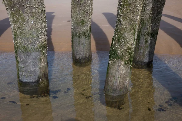 Holzpfähle Mit Moos Und Muscheln Strand Von Wissant Der Opalküste — Stockfoto