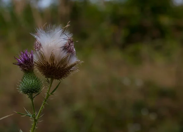 Flor Cardo Roxo Está Abrindo Natureza — Fotografia de Stock