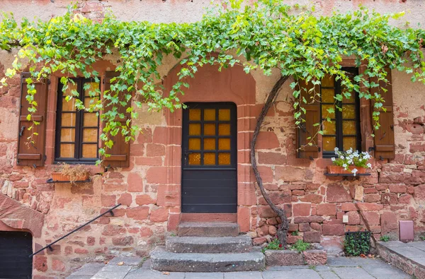ドアとシャッターの窓の上に大きな緑のブドウの植物と赤レンガで建てられた家の前 — ストック写真
