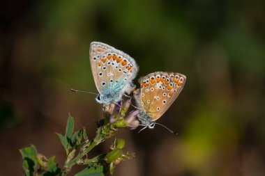 Çiftleşen argus kelebekleri, Argus kelebekleri Haziran 'dan Ağustos' un başına kadar uçarlar ve sonbaharda yumurtalarını bırakmaya başlarlar..