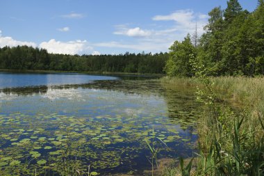 ahşap lake.