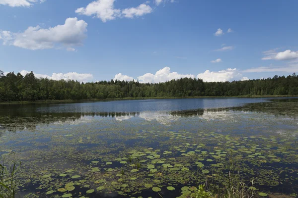 Jezero v lese. — Stock fotografie