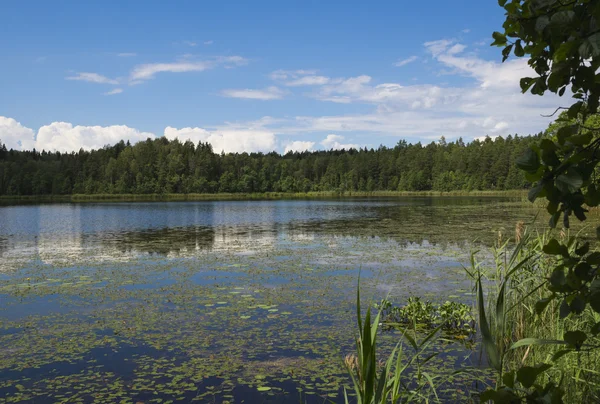 Lago di legno . — Foto Stock