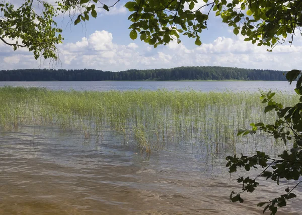 Lago de madera . —  Fotos de Stock