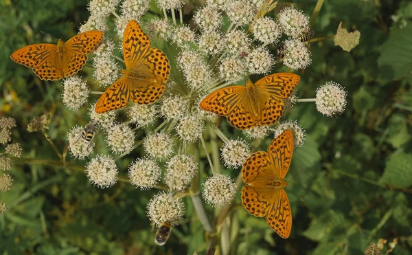 Borboletas madeira perlamutrovka (Argynnis paphia ) — Fotografia de Stock