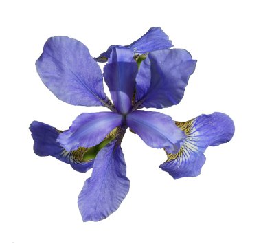 Iris, izole beyaz zemin üzerine.