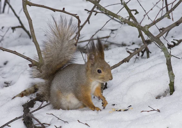 Das Eichhörnchen im Schnee — Stockfoto