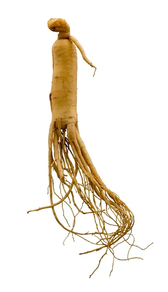 Raízes de ginseng. Imagem De Stock