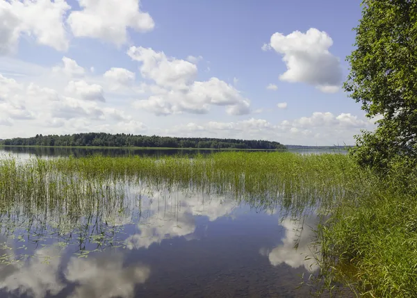 Lago de madera . —  Fotos de Stock