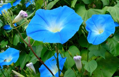 Blue ipomoea. Morning glory clipart