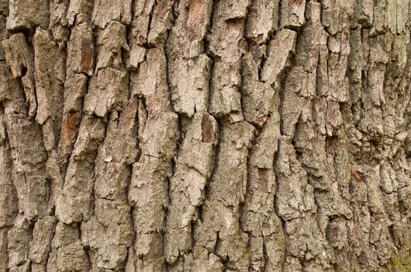 Oak bark texture — Stock Photo, Image