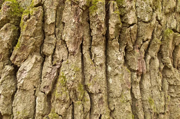 Oak bark texture — Stock Photo, Image