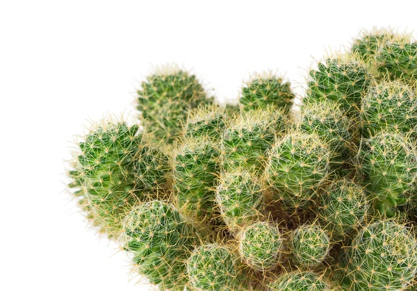 Cactus verde de cerca —  Fotos de Stock
