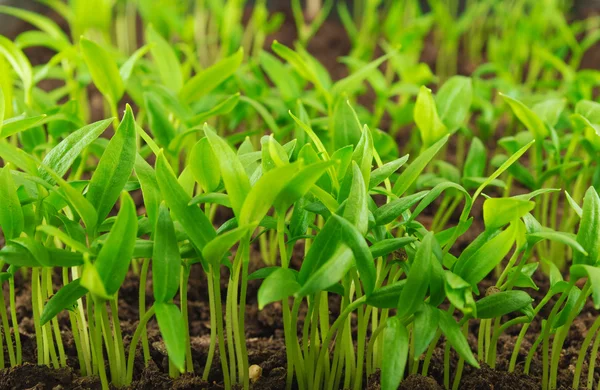 Plántulas de pimiento — Foto de Stock