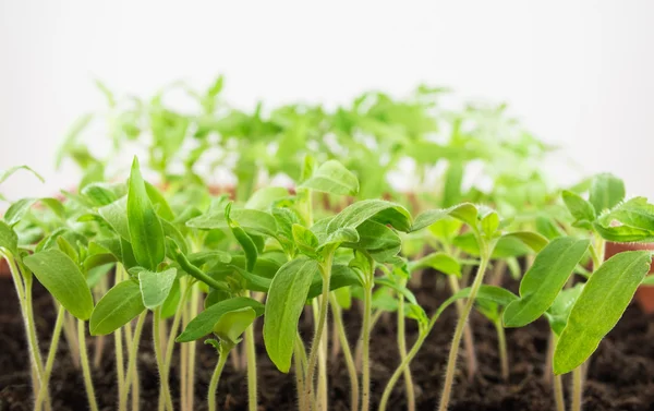 Tomato seedlings — Stock Photo, Image