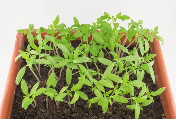 トマトの実生植物 — ストック写真