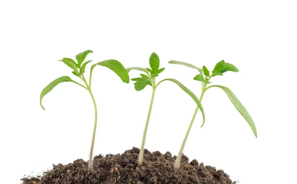 Plántulas de tomate — Foto de Stock