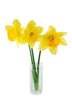 Üç narcissuses