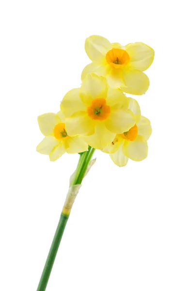 Yellow narcissuses — Stock Photo, Image