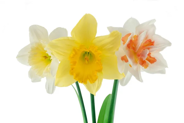 Three narcissuses close up — Stock Photo, Image