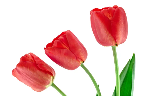 Drei rote Tulpen — Stockfoto