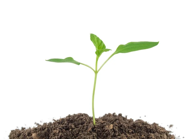 Paprika plantor — Stockfoto