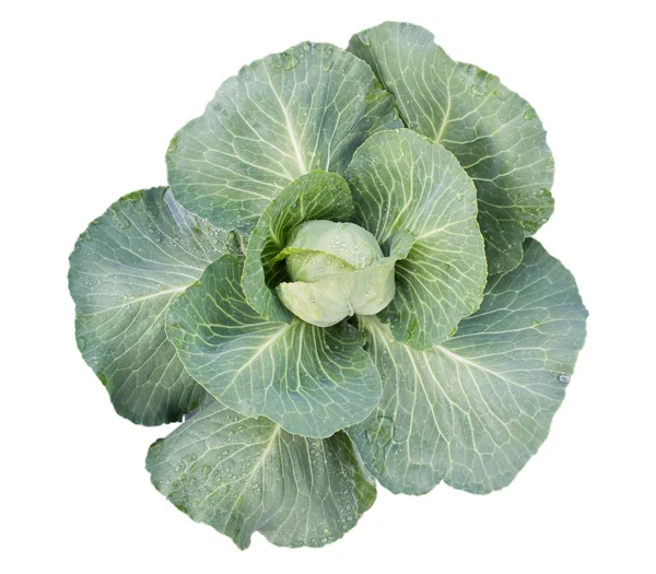 The green cabbage — Stock Photo, Image