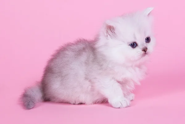 Little kitten — Stock Photo, Image