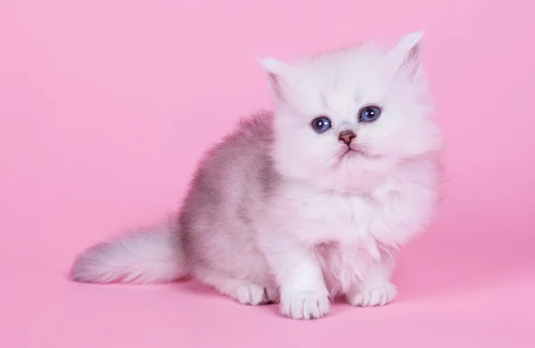 Lille kattunge – stockfoto