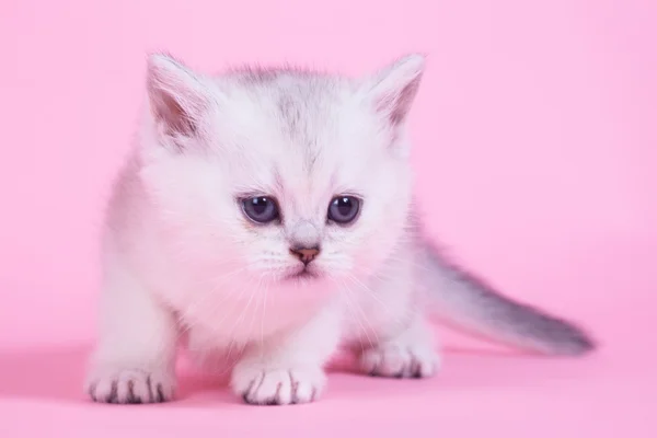 Little kitten — Stock Photo, Image