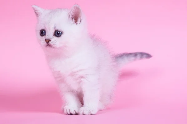 Little kitten — Stock Photo, Image