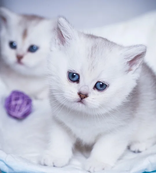 Pequeño gatito —  Fotos de Stock