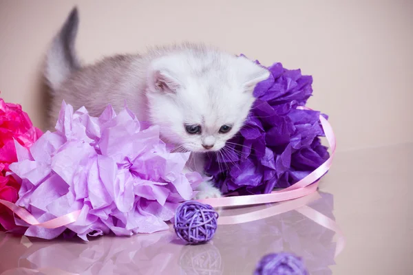 Pequeno gatinho — Fotografia de Stock